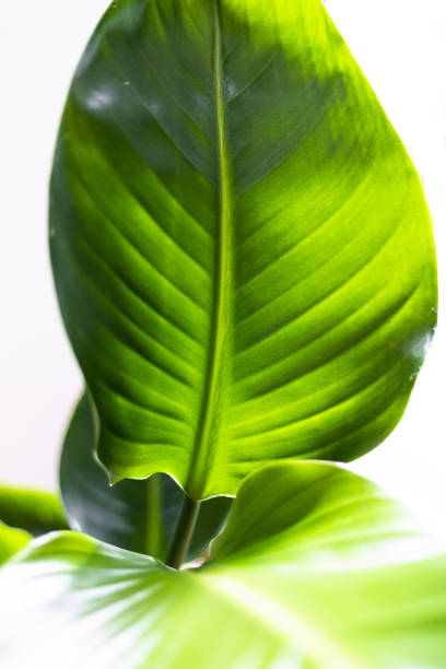 Textured leaf stock photo