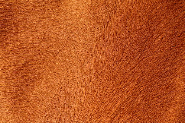 Photo of textured pelt of a brown horse
