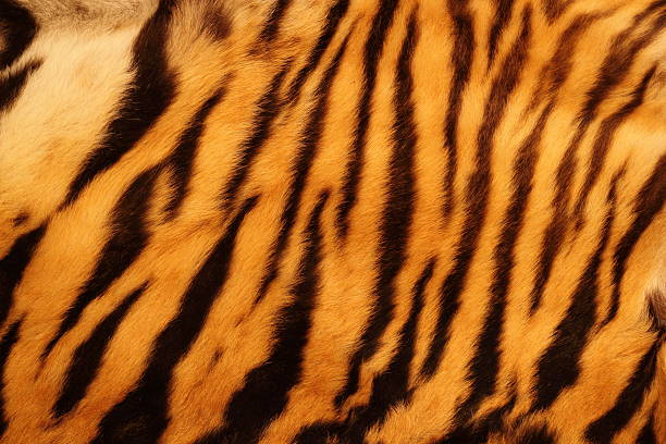 текстурный тигр меха - мех стоковые фото и изображения
