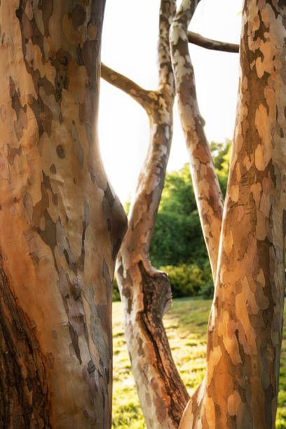 corteza de árbol texturizada en highland park rochester new york - highland park fotografías e imágenes de stock