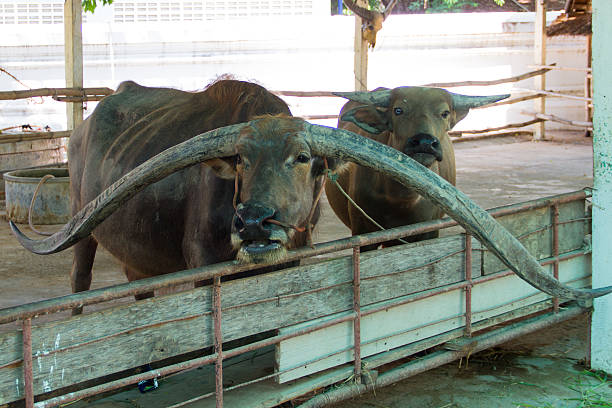 thai en buffalo con fram de cuerno largo - buffalo shooting fotografías e imágenes de stock