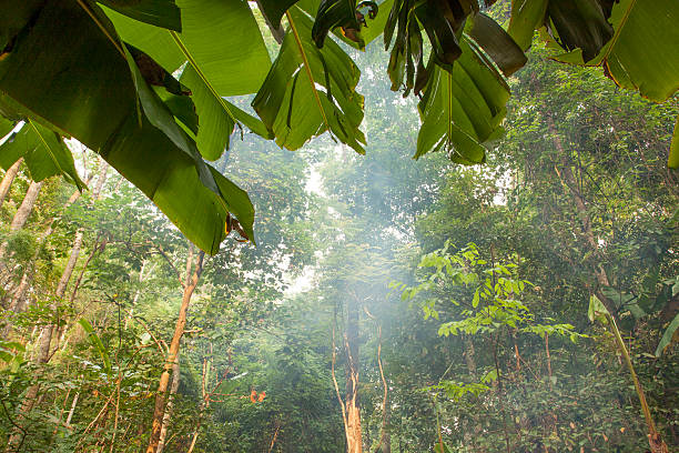Thai Jungle stock photo