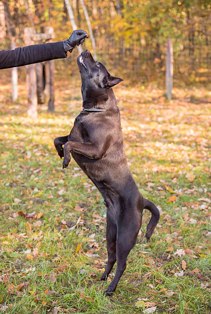 Thai Ridgeback dog is jumping up stock photo