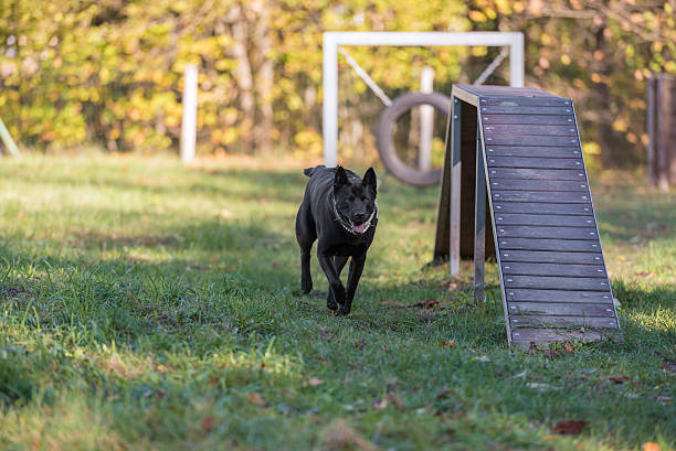 Thai Ridgeback Dog is Running in Playground. stock photo