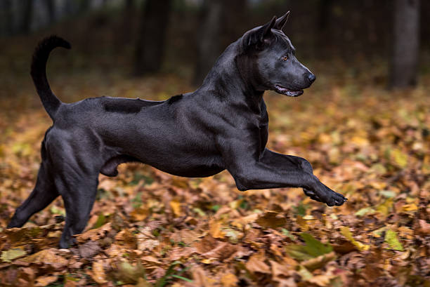Thai Ridgeback Dog is Running. stock photo