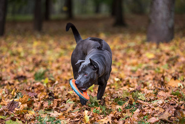 Thai Ridgeback Dog is Walking on the Autumn Leaves Ground. stock photo