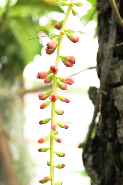 タイの花 - サガリバナ - barringtonia racemosa ストックフォトと画像