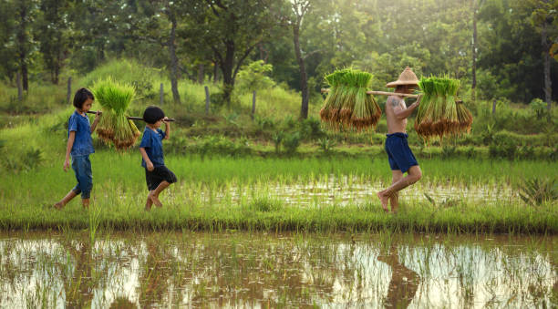 Thailand the family farmer two children are walking behind his father Thailand the family farmer two children are walking behind his father on the rice field. indonesian girl stock pictures, royalty-free photos & images