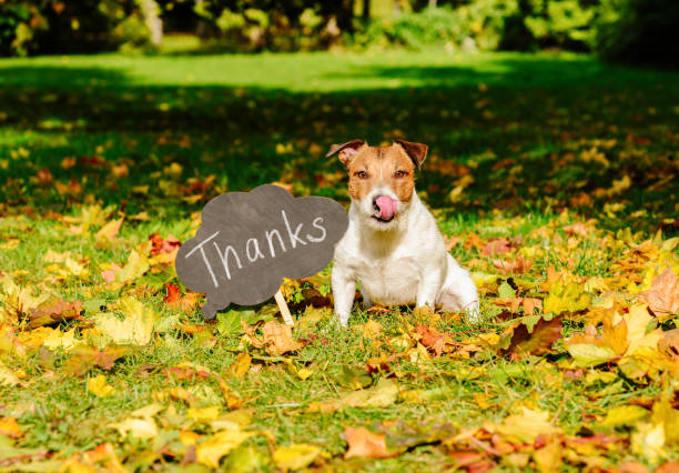 Thanksgiving concept with dog on fall leaves and plate with "thanks" word on it stock photo