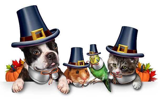 Thanksgiving Pet Celebration Thanksgiving pet celebration as a blank sign with a fun cat happy dog cute hamster and budgie each wearing a pilgrim hat head garment as an autumn seasonal symbol for funny pets in costume with 3D illustration elements. pilgrim stock pictures, royalty-free photos & images
