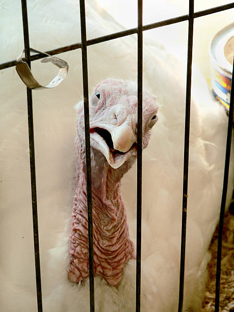 Thanksgiving Turkey Behind Bars stock photo