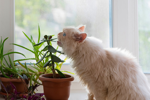 The adult Persian cat is sitting on the white windowsill and eating the houseplant.