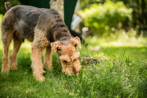 The Airedaile Terrier dog eats the grass at the backyard stock photo