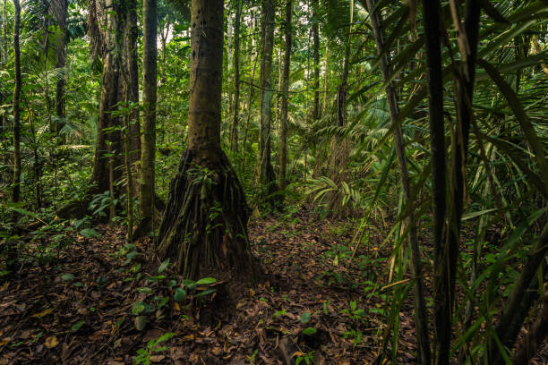 Manu National Park, Peru - August 07, 2017: The Amazon rainforest in Manu National Park, Peru stock photo