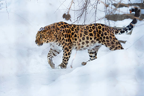 The Amur leopard stock photo
