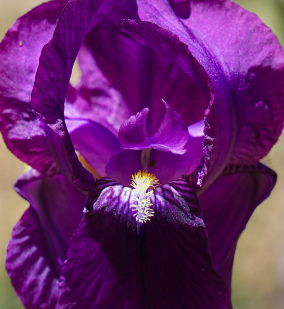 The Anatomy of an Iris stock photo