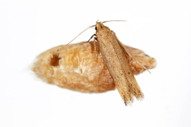 The Angoumois grain moth (Sitotroga cerealella) on damaged grain. It is an important pest of stored grains of cereals, maize, rice and others stock photo