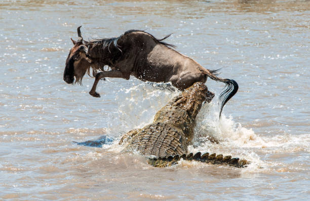 The antelope Blue wildebeest and a crocodile. stock photo