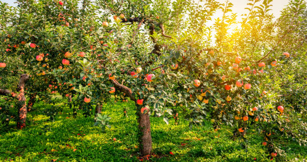 The apple trees in the harvest season are shining in the sunshine The apple trees in the harvest season are shining in the sunshine apple orchard stock pictures, royalty-free photos & images