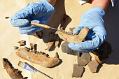 The archaeologist carefully cleans with a brush a find - part of the bear's jaw. The medieval age