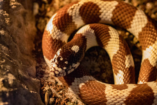 The Arizona mountain kingsnake is a beautiful species commonly located at higher elevations stock photo