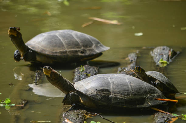 The Arrau turtle (Podocnemis expansa), also known as the South American river turtle, giant South American turtle, giant Amazon River turtle stock photo