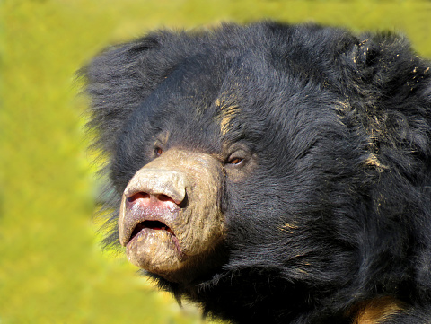 The Asian black bear, sloth bear, close up of a bear with great details