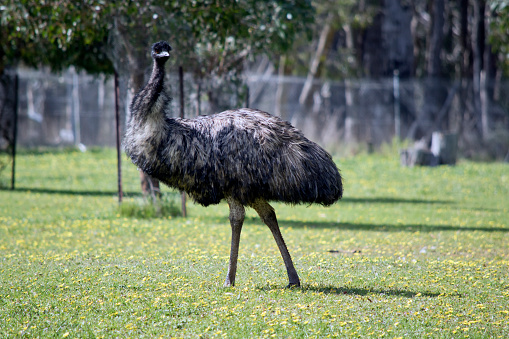 the Australian emu is walking in a field