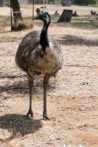 the Australian emu is standing in a field looking for food