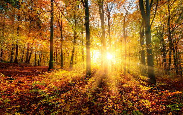 The autumn sun doing its magic in a forest stock photo