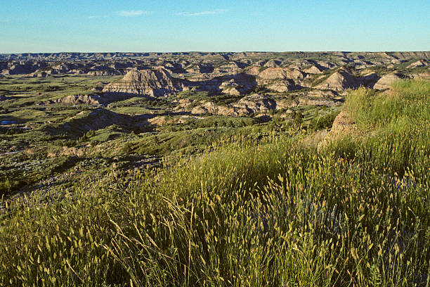 The Badlands at Sunset Theodore Roosevelt National Park lies where the Great Plains meet the rugged Badlands near Medora, North Dakota, USA. The park's 3 units, linked by the Little Missouri River is a habitat for bison, elk and prairie dogs. The park's namesake, President Teddy Roosevelt once lived in the Maltese Cross Cabin which is now part of the park. This picture of the badlands at sunset was taken from the Painted Canyon Overlook. jeff goulden scanned film stock pictures, royalty-free photos & images