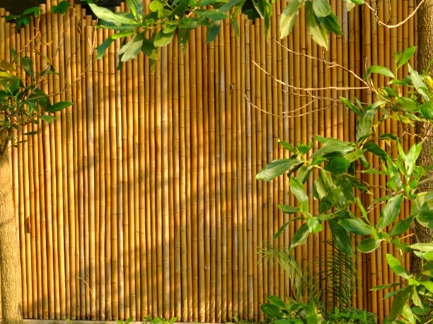 the bamboo wall with green leaf tree under the sunlight stock photo