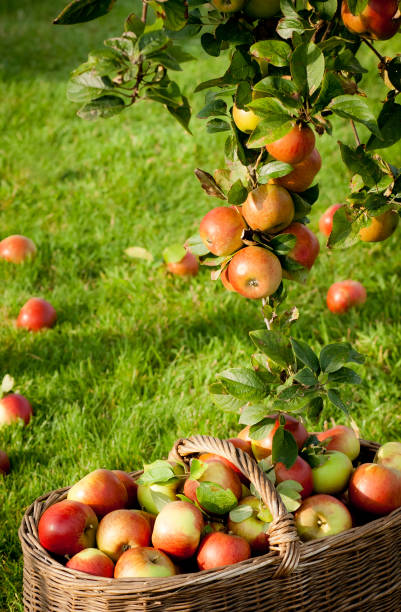 The basket of apples stock photo