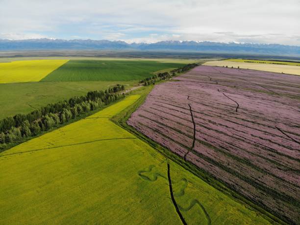The Beautiful Aerial View of  Flower Fields in Xinjiang, China The beautiful aerial view of rape and purple perilla flower fields in Zhaosu County, Yili Kazakh Autonomous Prefecture, Xinjiang, China. tien shan mountains stock pictures, royalty-free photos & images