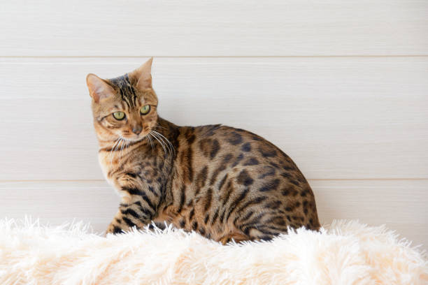 the beautiful bengal cat on the carpet - bengals stok fotoğraflar ve resimler