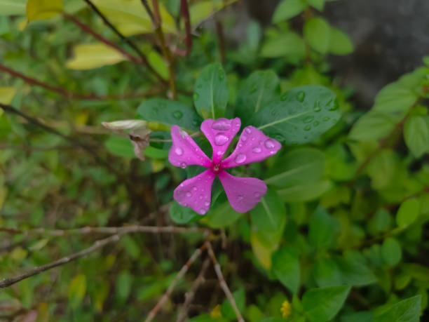 The Beautiful Catharanthus Medan, Indonesia- November, 27 2020:The flower's name is catharanthus roseus comes from Madagascar and spreads to tropical countries that Indonesia has a beautiful color of small shapes. perdana botanical garden stock pictures, royalty-free photos & images