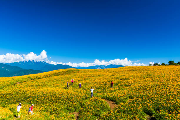 the beautiful daylilies in the Hillside of Hualien, Taiwan. stock photo