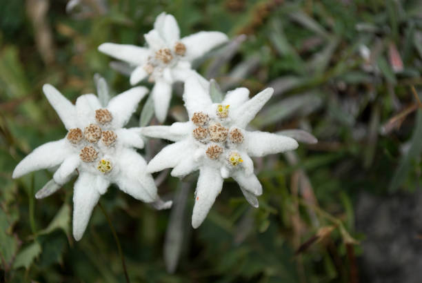the beautiful edelweiss symbol of Austria beautiful mountain flowers hohe tauern range stock pictures, royalty-free photos & images