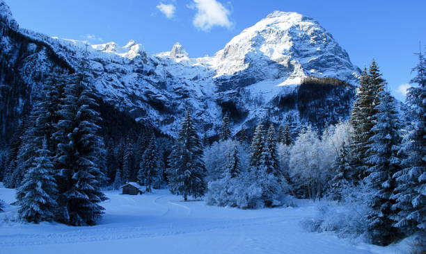 lo splendido paesaggio di foreste innevate in alta montagna in inverno - marmolada foto e immagini stock