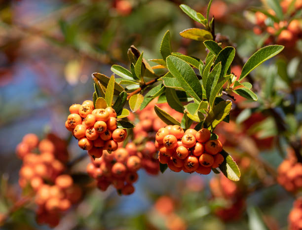 The Beautiful Orange Berries of the Lalandei Scarlet Firethorn stock photo