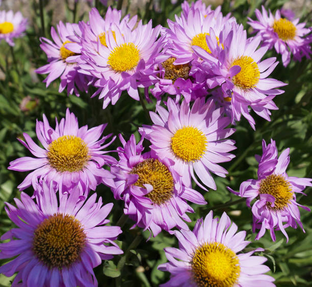 The Beauty of Late Summers Purple Daisies stock photo