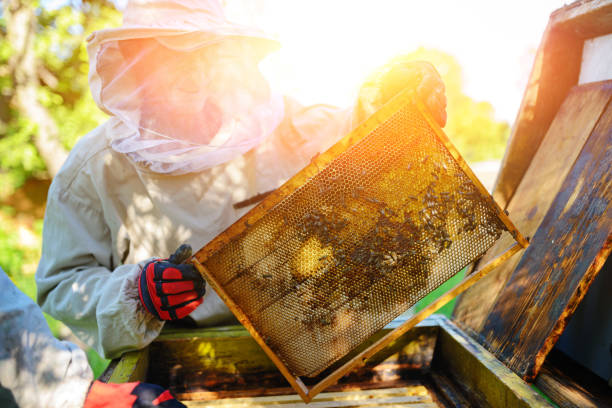 The beekeeper takes the frame with honeycomb from the hive. stock photo