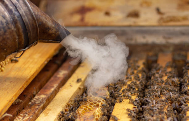 Honey Bee Swarm Background Stock Photos Pictures Royalty Free