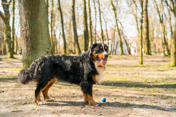 Short Haired Bernese Mountain Dog Stock Photos Pictures Royalty