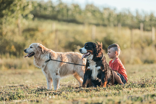 The best friends, bernese mountain dog puppy 7 months old, golden retriever and young boy walking and posing together