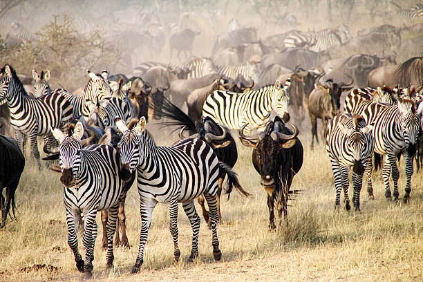 The big migration, Serengeti National Park, Tanzania The big migration, Serengeti National Park, Tanzania animal migration stock pictures, royalty-free photos & images