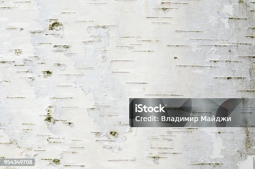 istock The birch bark texture or background 954349708