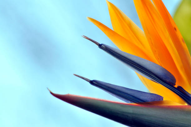 The bird of paradise flower The bird of paradise flower bird of paradise plant stock pictures, royalty-free photos & images