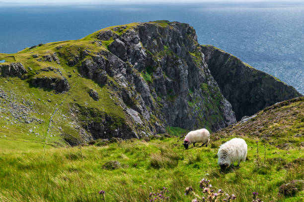 The Black face mountain sheep near Slieve League Cliffs, Ireland The Black face mountain sheep at Slieve League, County Donegal, Ireland county donegal stock pictures, royalty-free photos & images