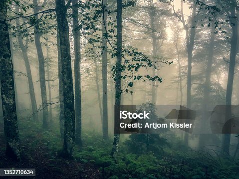 istock The Black Forest in Germany with fog. 1352710634